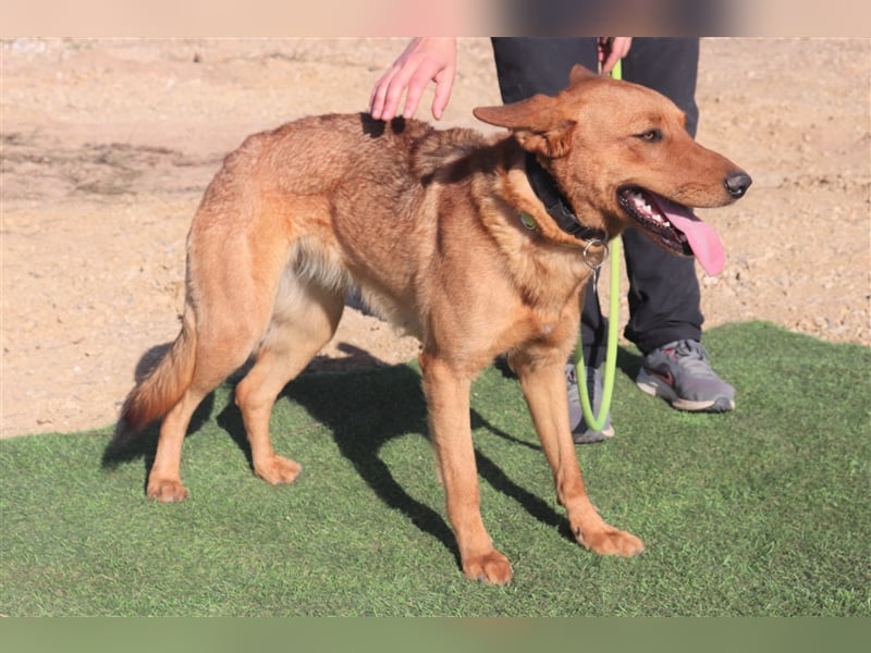 Pepper, Mix Schäferhund / Labrador , lieb und verträglich