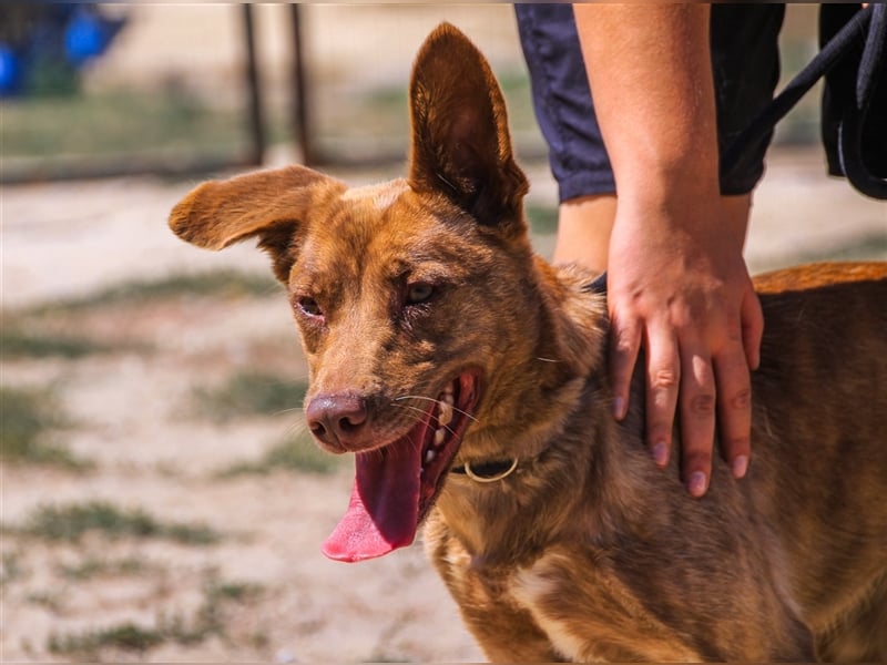 Francesca, Mix Labrador / Podengo, lieb und verträglich
