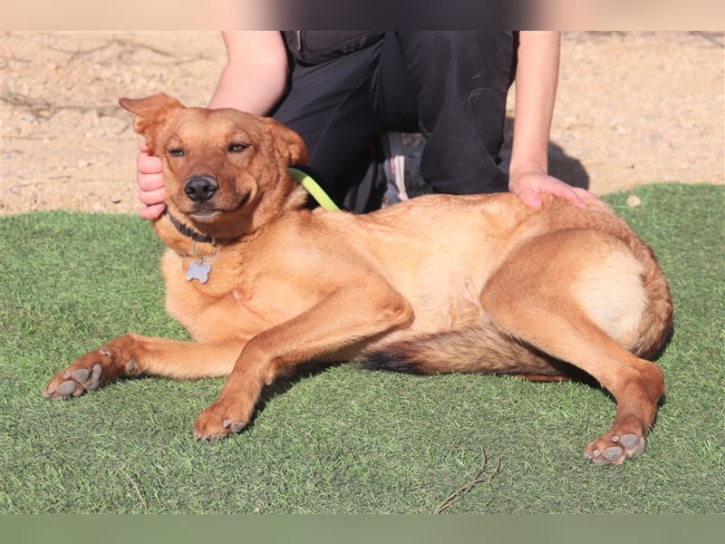 Pepper, Mix Schäferhund / Labrador , lieb und verträglich