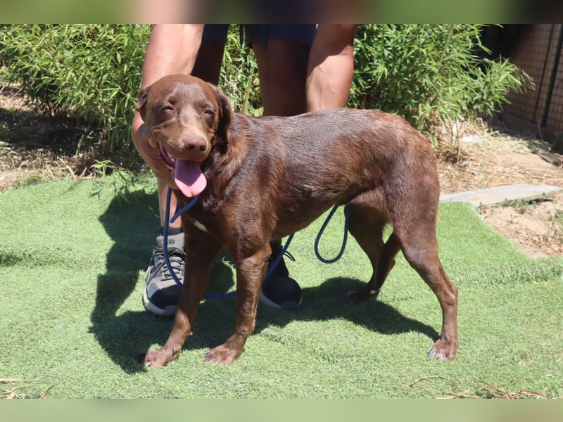 Zoe, Labrador-Mix, lieb und sozial