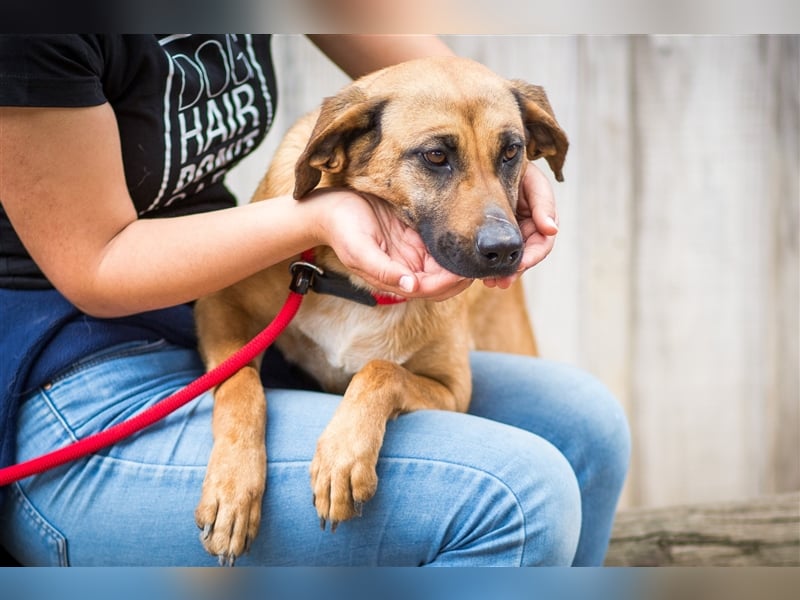 Melba  - Labrador-Mix, lieb und verträglich