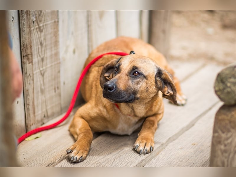 Melba  - Labrador-Mix, lieb und verträglich