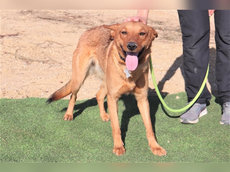 Pepper, Mix Schäferhund / Labrador , lieb und verträglich