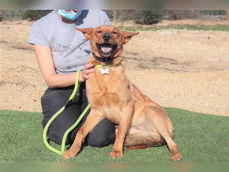 Pepper, Mix Schäferhund / Labrador , lieb und verträglich