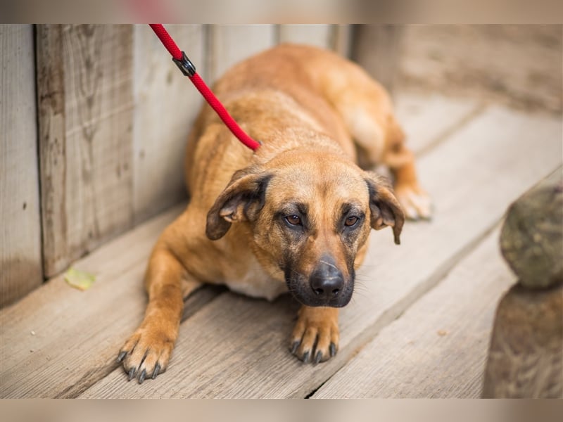 Melba  - Labrador-Mix, lieb und verträglich