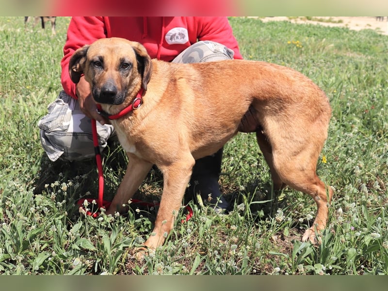 Melba  - Labrador-Mix, lieb und verträglich
