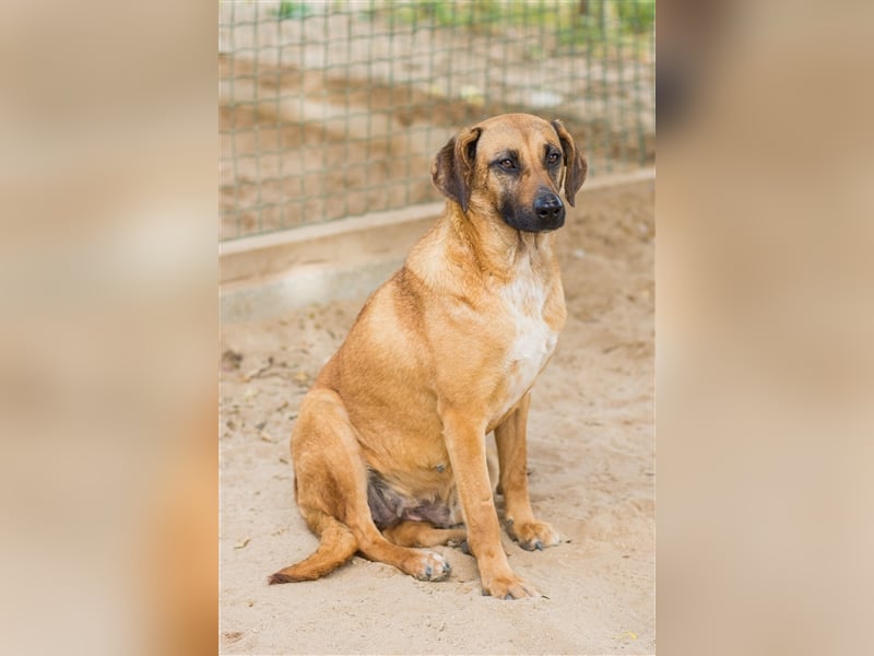 Melba  - Labrador-Mix, lieb und verträglich