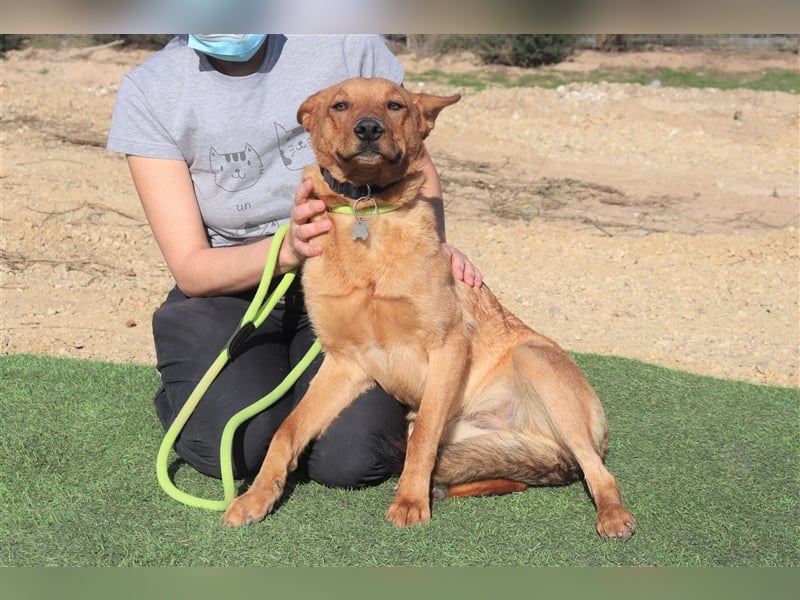 Pepper, Mix Schäferhund / Labrador , lieb und verträglich