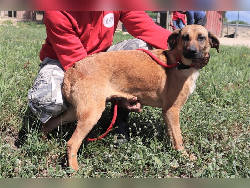 Melba  - Labrador-Mix, lieb und verträglich