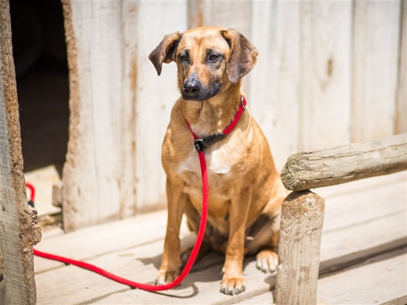 Melba  - Labrador-Mix, lieb und verträglich