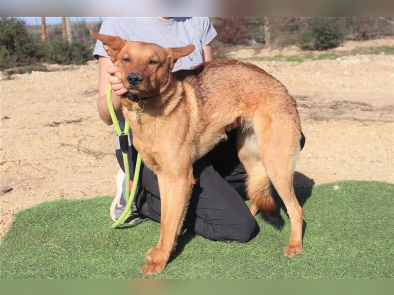Pepper, Mix Schäferhund / Labrador , lieb und verträglich