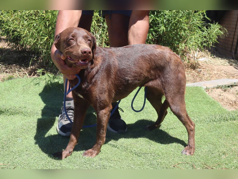 Zoe, Labrador-Mix, lieb und sozial