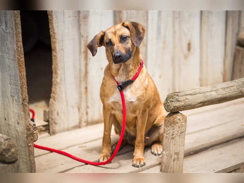 Melba  - Labrador-Mix, lieb und verträglich