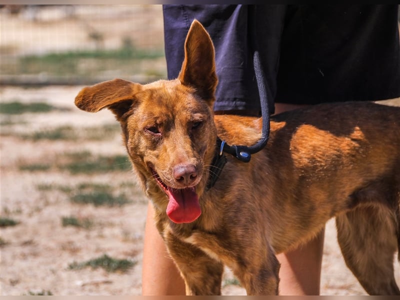 Francesca, Mix Labrador / Podengo, lieb und verträglich