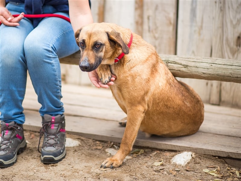 Melba  - Labrador-Mix, lieb und verträglich