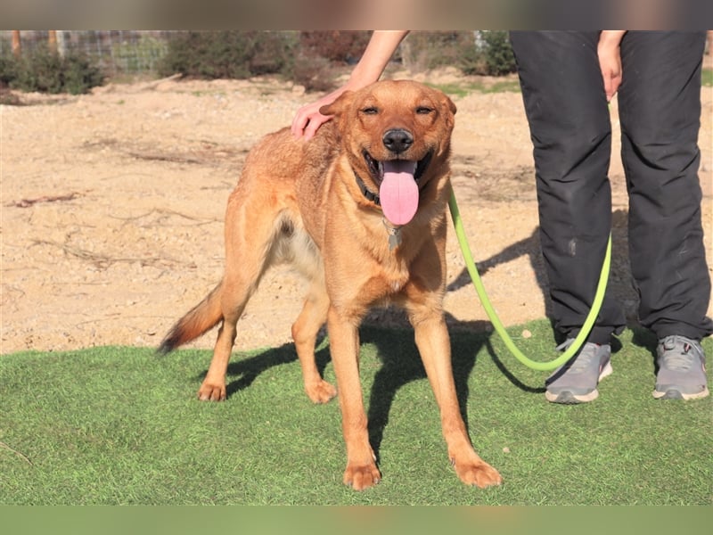 Pepper, Mix Schäferhund / Labrador , lieb und verträglich