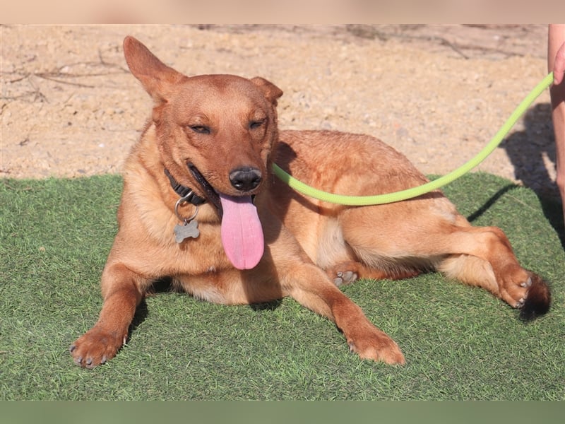 Pepper, Mix Schäferhund / Labrador , lieb und verträglich