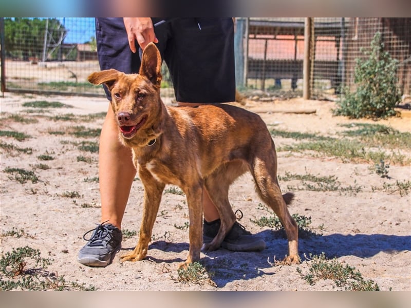 Francesca, Mix Labrador / Podengo, lieb und verträglich