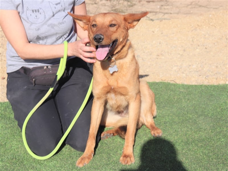 Pepper, Mix Schäferhund / Labrador , lieb und verträglich