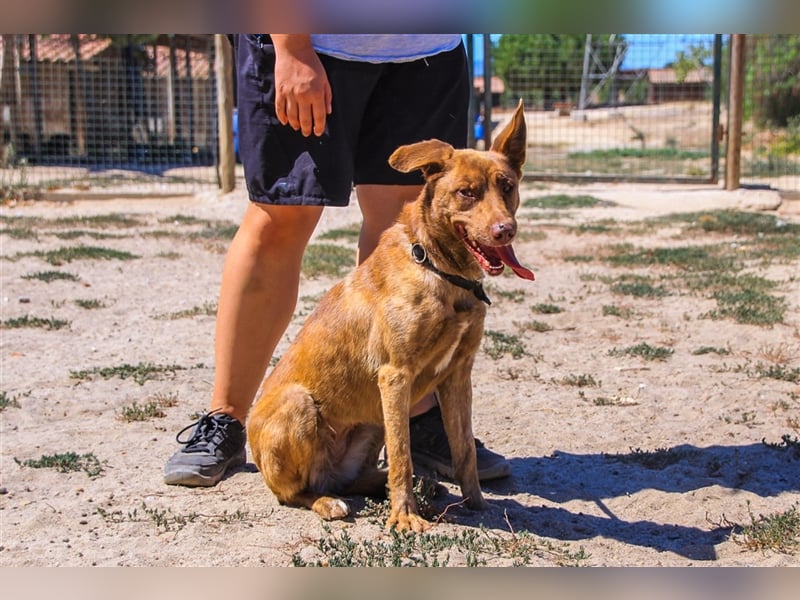 Francesca, Mix Labrador / Podengo, lieb und verträglich