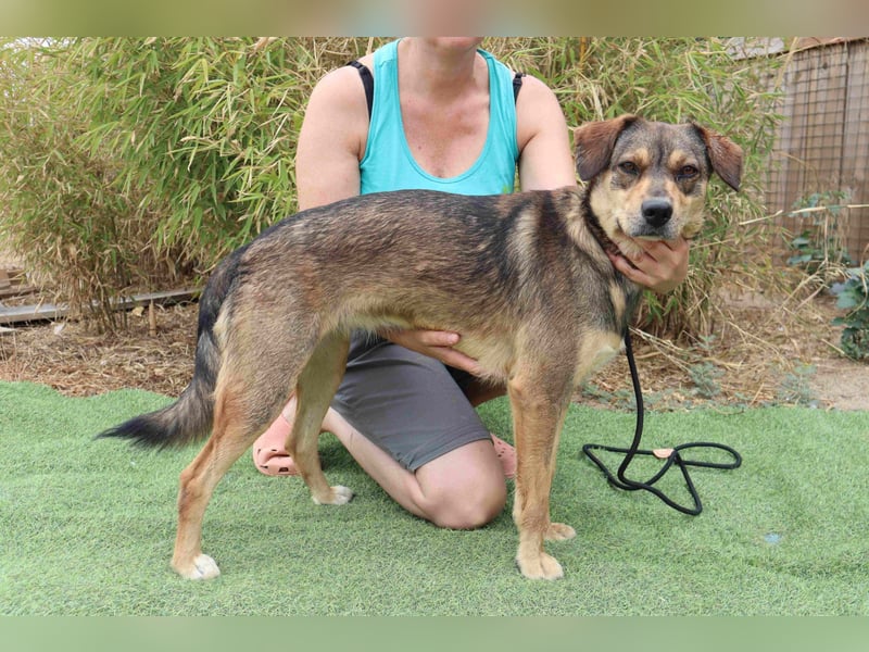 Tessa, Mix Labrador / Schäferhund, lieb und sozial