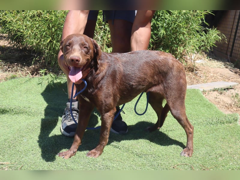 Zoe, Labrador-Mix, lieb und sozial