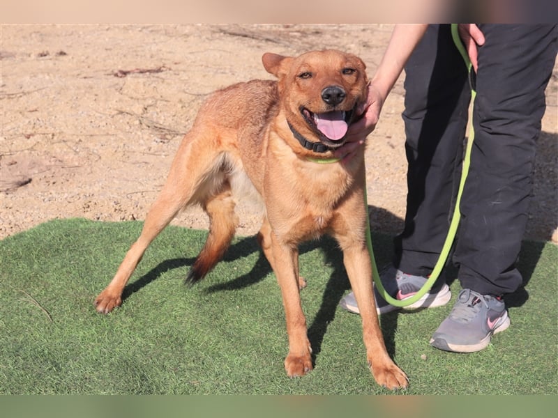 Pepper, Mix Schäferhund / Labrador , lieb und verträglich