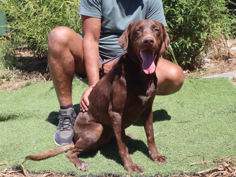 Zoe, Labrador-Mix, lieb und sozial