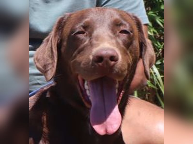 Zoe, Labrador-Mix, lieb und sozial