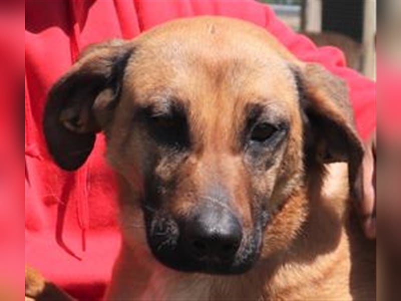 Melba  - Labrador-Mix, lieb und verträglich