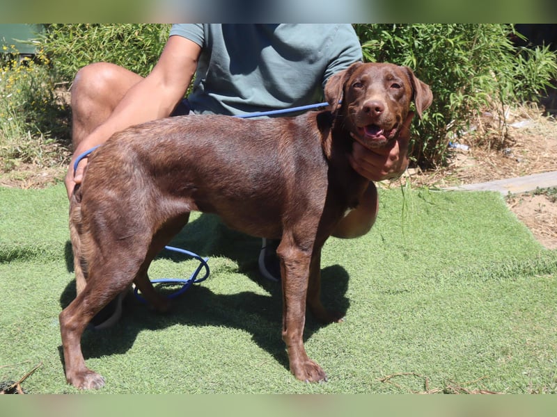 Zoe, Labrador-Mix, lieb und sozial