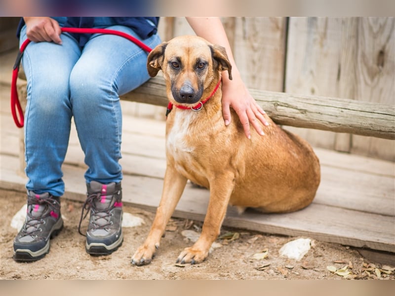 Melba  - Labrador-Mix, lieb und verträglich