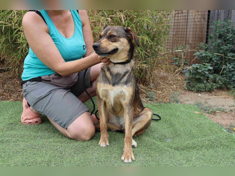 Tessa, Mix Labrador / Schäferhund, lieb und sozial
