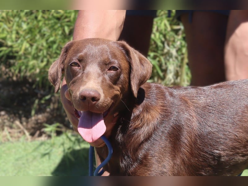 Zoe, Labrador-Mix, lieb und sozial