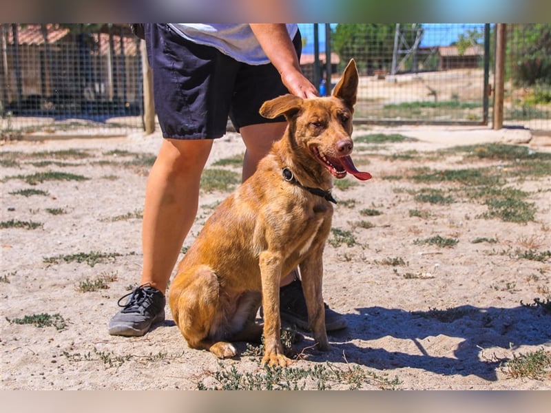 Francesca, Mix Labrador / Podengo, lieb und verträglich