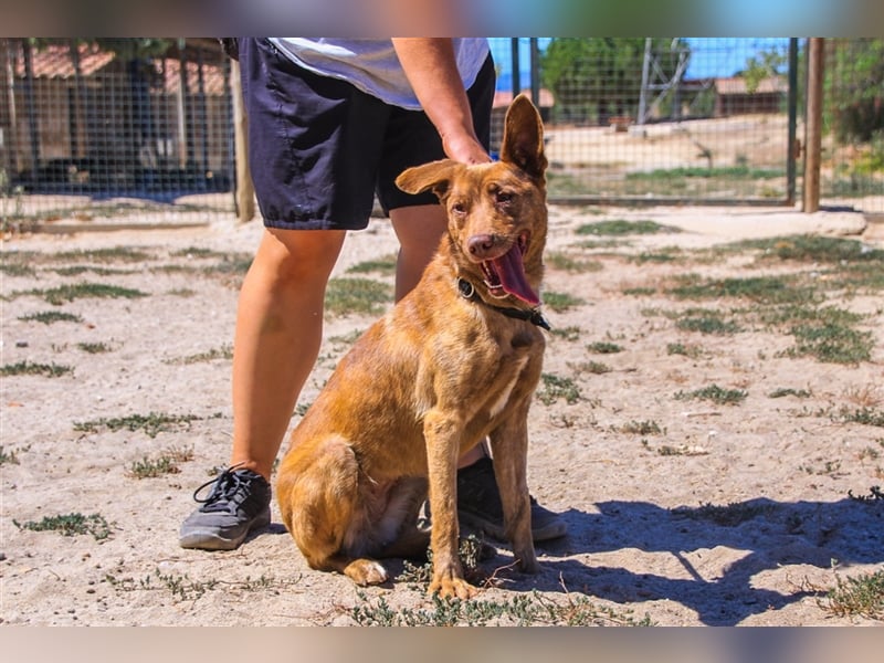 Francesca, Mix Labrador / Podengo, lieb und verträglich