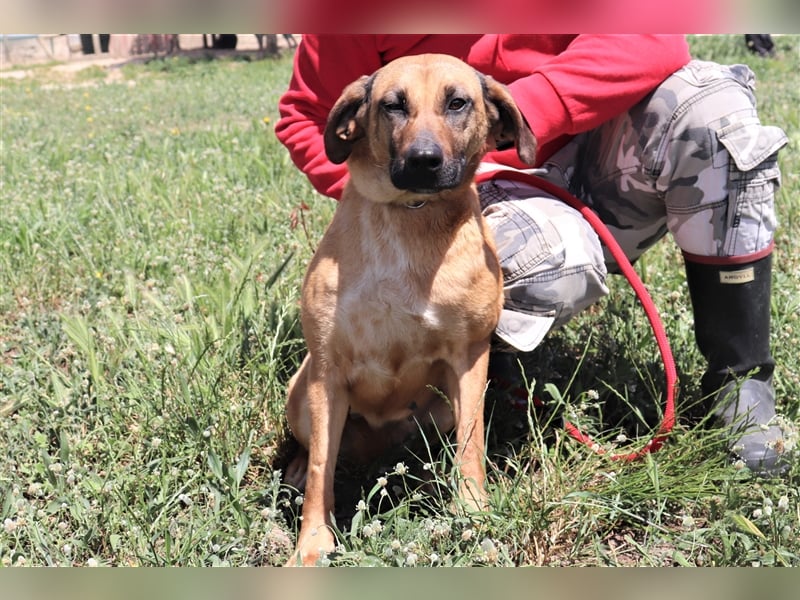Melba  - Labrador-Mix, lieb und verträglich