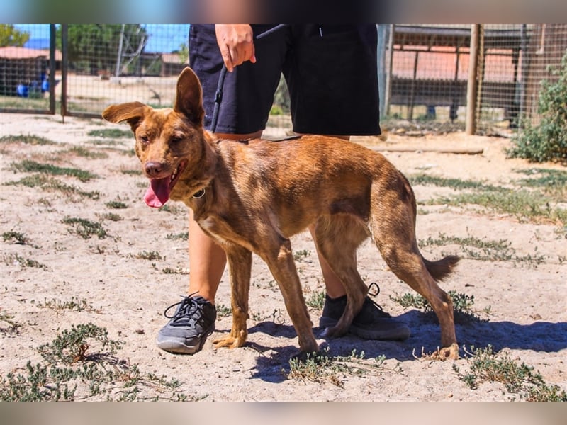 Francesca, Mix Labrador / Podengo, lieb und verträglich