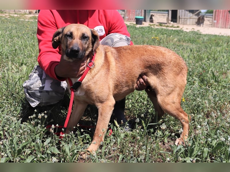 Melba  - Labrador-Mix, lieb und verträglich