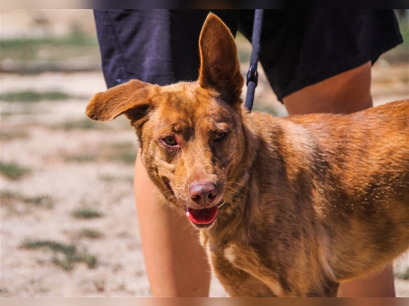 Francesca, Mix Labrador / Podengo, lieb und verträglich