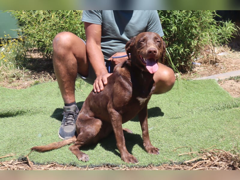 Zoe, Labrador-Mix, lieb und sozial