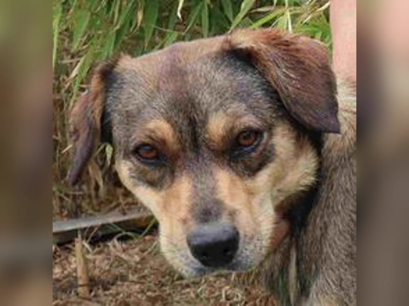 Tessa, Mix Labrador / Schäferhund, lieb und sozial