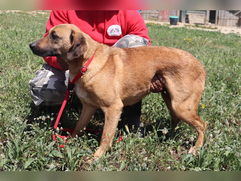 Melba  - Labrador-Mix, lieb und verträglich