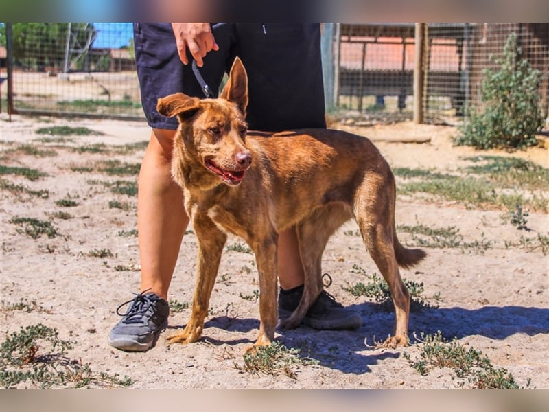 Francesca, Mix Labrador / Podengo, lieb und verträglich