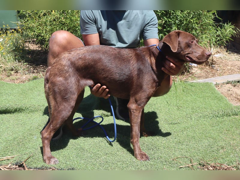 Zoe, Labrador-Mix, lieb und sozial
