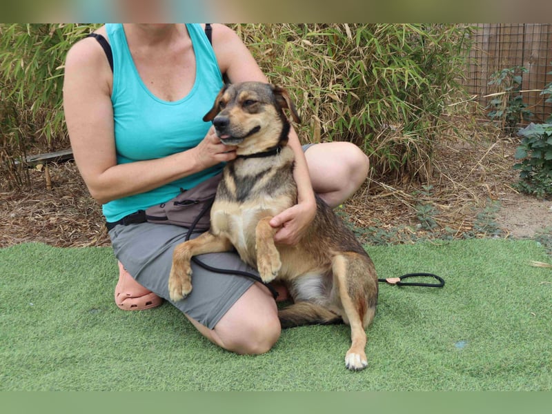 Tessa, Mix Labrador / Schäferhund, lieb und sozial