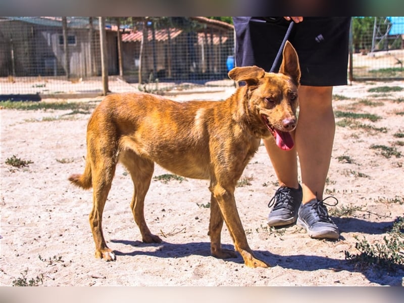 Francesca, Mix Labrador / Podengo, lieb und verträglich