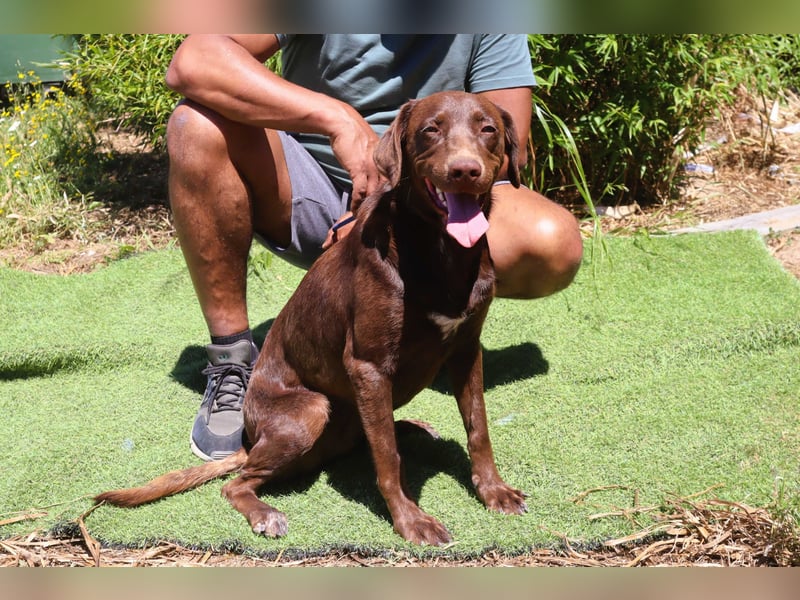 Zoe, Labrador-Mix, lieb und sozial