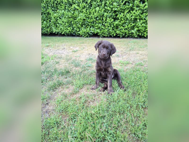 Aussiedor Welpen, Australian Shepherd x Labrador