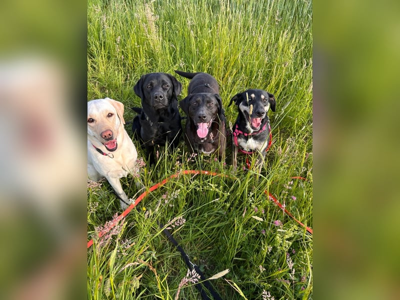 Maffy - Labrador-Mix-Hündin mit Herz sucht ihr Für-immer-Zuhause